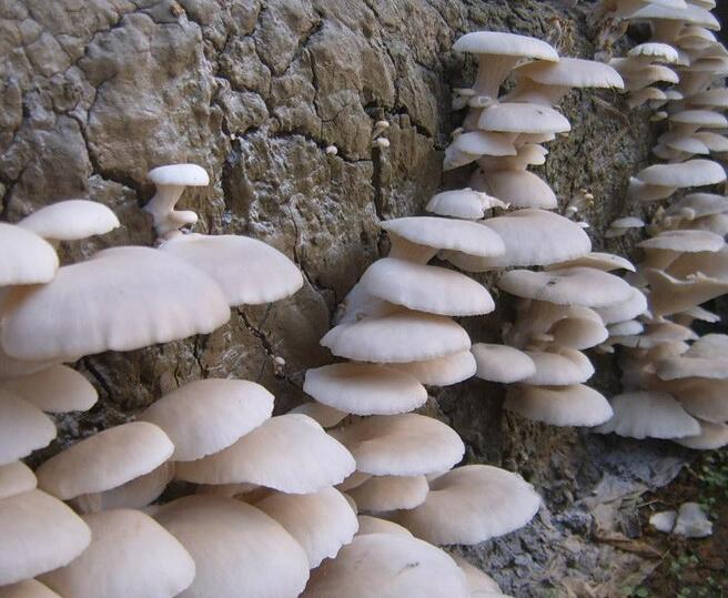 食用菌 (10).jpg 食用菌 (10).jpg